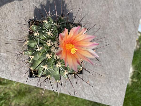 Thelocactus rinconensis
